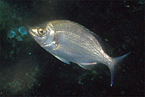 Tanuta (Spondyliosoma cantharus)