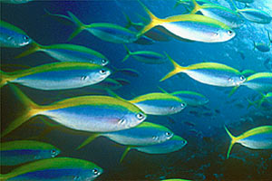 Cesionide (Caesio teres)