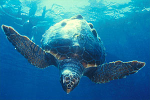 Caretta (Caretta caretta)