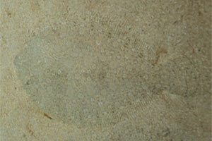 Rombo di rena (Bothus podas)