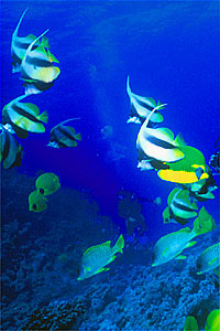 Pesce farfalla virgola (Heniochus intermedius)