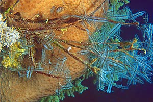 Idrozoo (Macrorhynchia philippina)