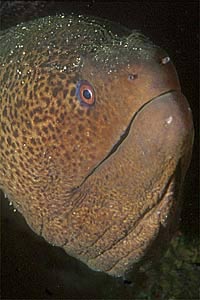 Murena gigante tropicale (Gymnotorax javanicus)