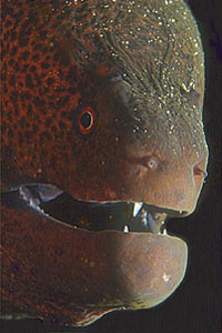 Murena gigante (Gymnothorax javanicus)