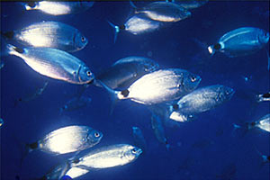 Occhiata (Oblada melanura)