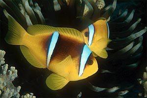 Pesce pagliaccio (Amphiprion bicinctus)