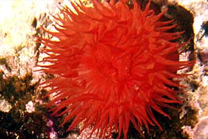 Pomodoro di mare (Actinia equina)