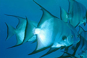 Pesce pipistrello (Chaetodipterus faber)