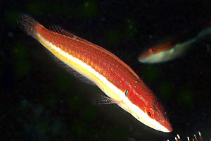 Donzella (Coris julis)