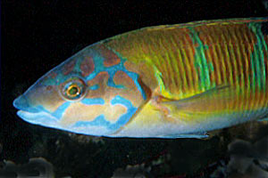 Donzella pavonina (Thalassoma pavo)