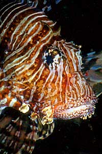 Pesce cobra (Pterois miles)