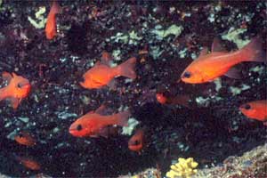 Re di triglie (Apogon imberbis)