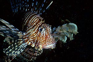 Pesce cobra (Pterois miles)