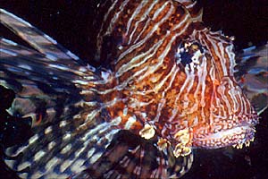 Pesce cobra (Pterois miles)