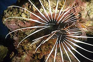 Pesce cobra (Pterois radiata)