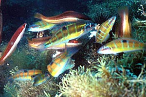 Donzella pavonina (Thalassoma pavo)