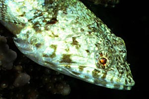 Pesce lucertola variegato (Synodus variegatus)