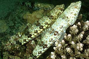 Pesce lucertola variegato (Synodus variegatus)