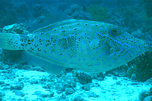 Pesce lima scrittura (Aluterus scriptus)