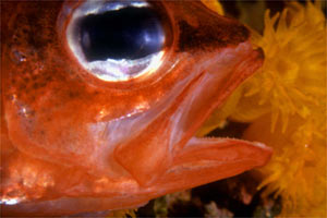 Re di triglie (Apogon imberbis)