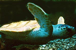 Tartaruga (Eretmochelys imbricata)