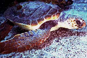 Caretta (Caretta caretta)