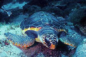 Caretta (Caretta caretta)