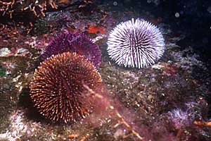 Riccio di prateria (Sphaerechinus granularis)