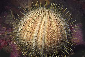 Riccio melone (Echinus melo)