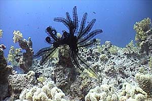 Crinoide (Antedon parviflora)