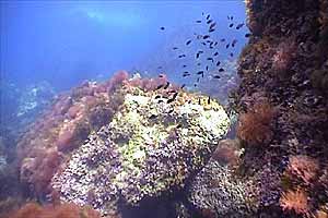 Ambiente Mediterraneo ( )