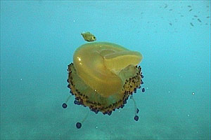 Medusa cassiopea (Cotylorhiza tuberculata)