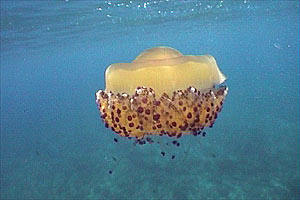 Medusa cassiopea (Cotylorhiza tuberculata)