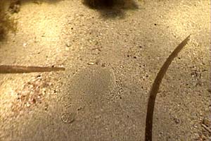 Rombo di rena (Bothus podas)