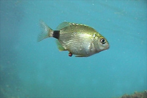 Sarago sparaglione (Diplodus annularis)