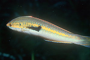 Donzella (Coris julis)