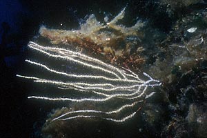 Gorgonia bianca (Eunicella singularis)