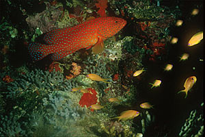 Cernia miniata (Cephalopholis miniata)