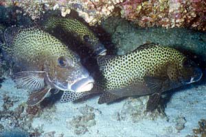 Gaterino arlecchino (Plectorhinchus chaetodontoides)