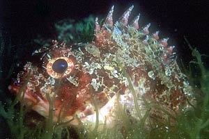 Scorfanotto (Scorpaena notata)