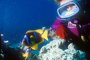 Pesce pagliaccio (Amphiprion bicinctus)