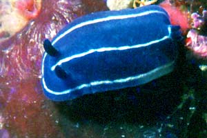 Doride di Orsini (Hypselodoris orsinii)