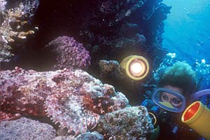 Pesce scorpione tassellato (Scorpaenopsis oxycephalus)