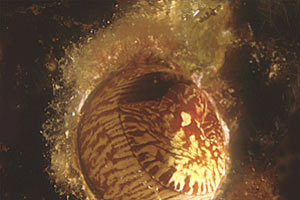 Vermetide grande (Serpulorbis arenaria)