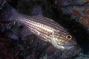 Apogon tropicale (Apogon compressus)