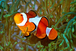 Pesce pagliaccio occidentale (Amphiprion ocellaris)