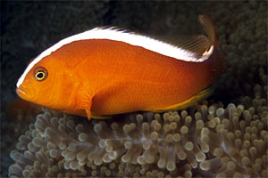 Pesce pagliaccio arancione (Amphiprion sandaracinos)