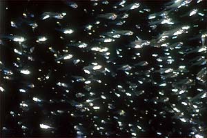 Pesce vetro (Parapriacanthus ransonneti)