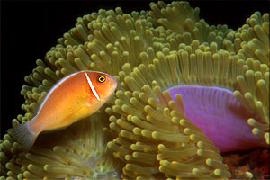 Pesce pagliaccio rosa (Amphiprion perideraion)