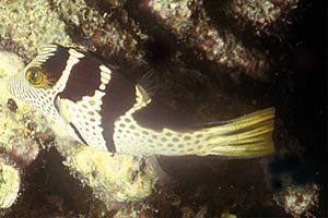 Pesce palla (Canthigaster valentini)